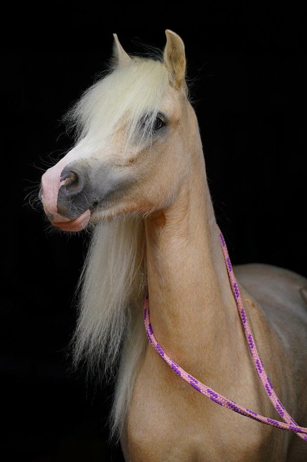 LH Penelope - Afbeelding 6