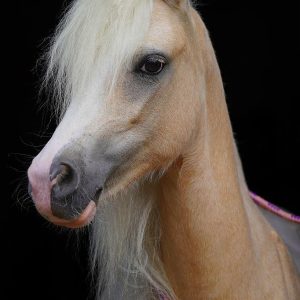 LH Penelope