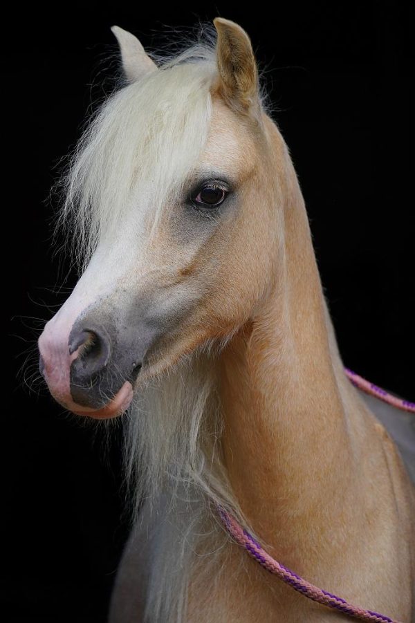 LH Penelope