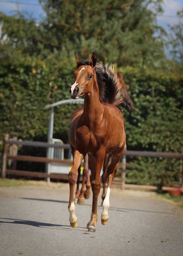 C.A. Avalon Farid - Afbeelding 2